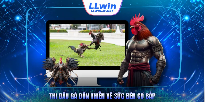 Thi đấu gà đòn thiên về sức bền cơ bắp